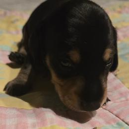 AKC  Alfalfa - Black and tan male Dachshund puppy in Onalaska, Texas from Weenies on the Lake