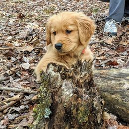 Golden Retriever Puppies from Maywood Goldens