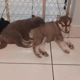 Pomsky Puppies from Your Friend Seamus' Studds