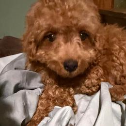 Jax - Apricot male Goldendoodle puppy in Centralia, Missouri from Oodles Of Doodles Mo.