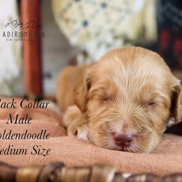 Black collar - Red  male Goldendoodle puppy in Plattsburgh, New York from Adirondack Poodles Goldendoodles,Bernedoodles & Schnoodles