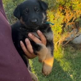 Beau - Black and tan male German Shepherd puppy in Whitewater, California from Vom Haus Metzler Shepherds