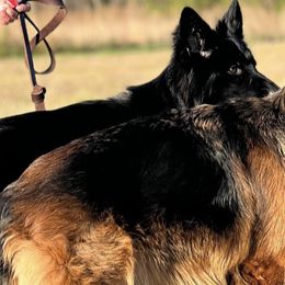 German Shepherds from Moon Dragon Kennels