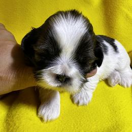 Shih Tzu Puppies from Judy's Shih Tzus