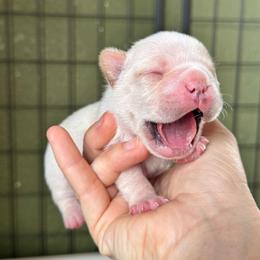 Jack - Cream male French Bulldog puppy in Elmore City, Oklahoma from OK America Kennels