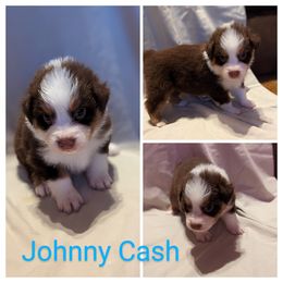 Boy 1 - Red Australian Shepherd puppy in Sanger, California from A&M Australian Shepherds