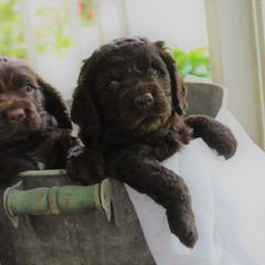 Boykin Spaniel Puppies from BoykinsNBoat