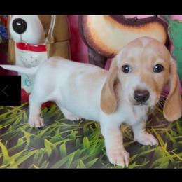 Pearl - Piebald female Dachshund puppy in Floresville, Texas from Muddy River Dachshunds
