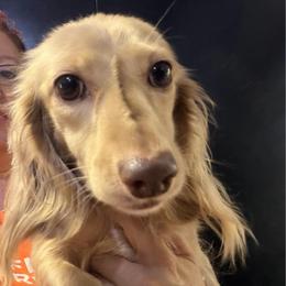Gabby - Cream female Dachshund puppy in Bigfork, Minnesota from Dachshunds Up North