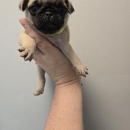 Isla - Fawn female Pug puppy in Auburn, Kentucky from Prentice Family Pugs