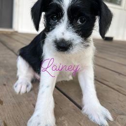 Miniature Schnauzers from Moutain Schnauzer’s