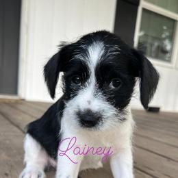 Miniature Schnauzers from Moutain Schnauzer’s