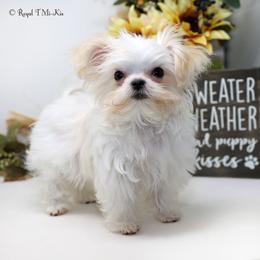 Figaro - White male Mi-Ki puppy in Elizabeth, Colorado from Royal T Mi-Kis