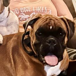 Chaos - Boxer