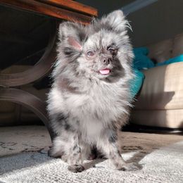 Todo - Pomeranian