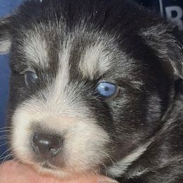 BeBe - Black and white female Pomsky puppy in Spring Hill, Florida from PDQ Pomskies