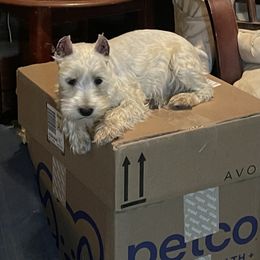 Penny - Miniature Schnauzer