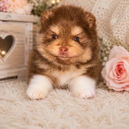 Boots - Chocolate and tan female Pomeranian puppy in Fayetteville, North Carolina from Tar-heel Poms