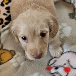 Jolene - Red female Dachshund puppy in Lebanon, Oregon from Willow Moons Dachshunds