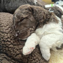 Poodle Puppies from Apricity Poodles