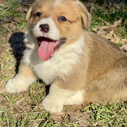 Sampson - Red male Pembroke Welsh Corgi puppy in Brashear, Texas from Sherwood Acres Pembrokes