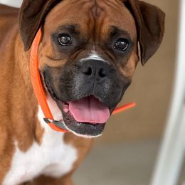 Bruce - Boxer