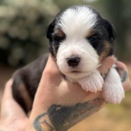Flint - Black tri male Miniature American Shepherd puppy in Phoenix, Arizona from Outlaw Minis