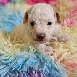 Akc clear - White male Poodle puppy in Salem, Missouri from Meadowbrook Poodles