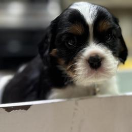 Artemis - Tri-color male Cavalier King Charles Spaniel puppy in Oroville, California from Happy Tails Kennel