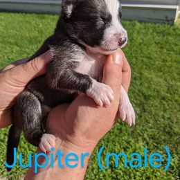 Pomsky Puppies from Paw-lenty of Pomskies