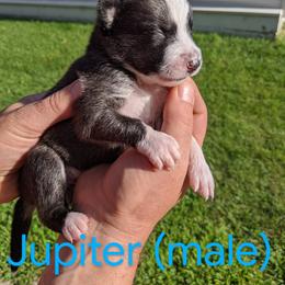 Pomsky Puppies from Paw-lenty of Pomskies
