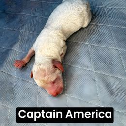 Captain America - Cream male Aussiedoodle puppy in Bakersfield, California from Annie's Aussies