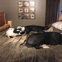 Dachshund and Great Dane Puppies from Bellator Danes & Mini Dachshunds