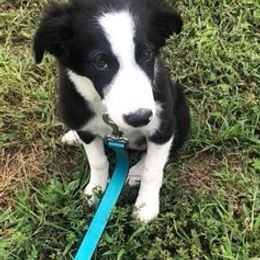 Border Collies from Blue Ridge Mountain Border Collies