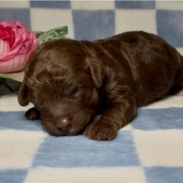 Daisy - Chocolate female Goldendoodle puppy in Litchfield, Connecticut from Gracie Doodles CT