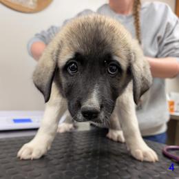Boy 4 - Fawn male Anatolian Pyrenees puppy in Marysville, Ohio from Brotherton Family Farms