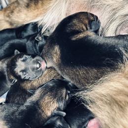 German Shepherd Puppies from Legacy K9’s