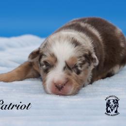Patriot - Red merle male Miniature Australian Shepherd puppy in Weeki Wachee, Florida from Arlington's Mini Aussies