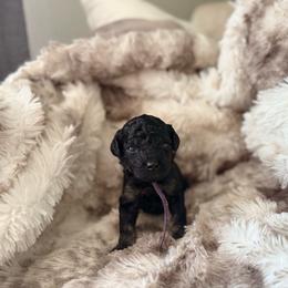 Toad - Phantom male Poodle puppy in Uniondale, New York from Poodles Are Mixy