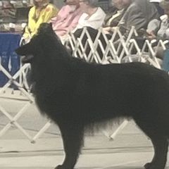 Zeppelin - Belgian Sheepdog