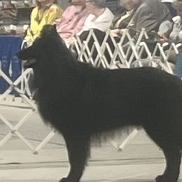Zeppelin - Belgian Sheepdog
