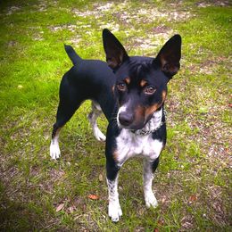 Decker - Rat Terrier