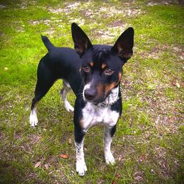 Decker - Rat Terrier