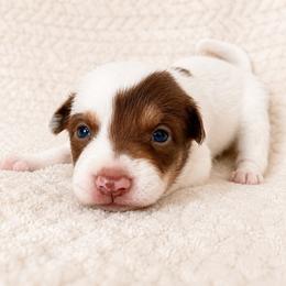 Olive - Female - White and red female Border Collie puppy in Avery, Texas from Willa Creek Border Collies