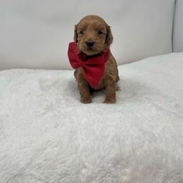 Maltipoo Puppies from Piper N Penny