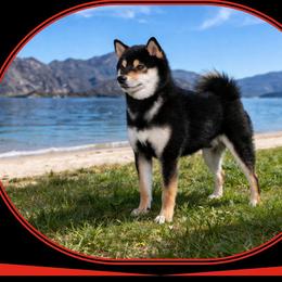 Shiba Inu puppies from Little City Shibas