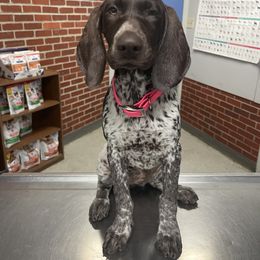 German Shorthaired Pointer Puppies from Dem Feuerhaus Gun Dogs