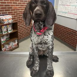German Shorthaired Pointer Puppies from Dem Feuerhaus Gun Dogs