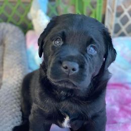 Labrador Retriever Puppies from Liberty Belle Labradors