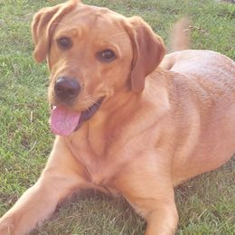 Labrador Retrievers from Red Hearts Labradors